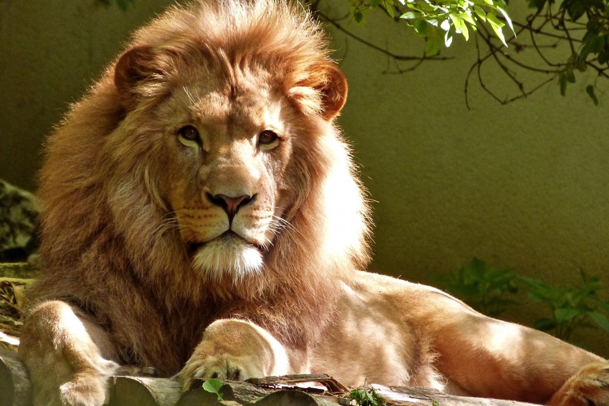 América Latina é a região com menos animais selvagens no mundo, diz relatório