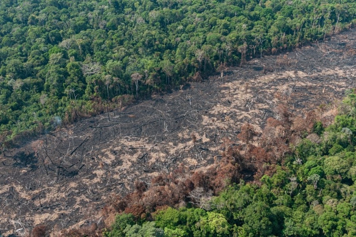 Brasil tem 18,94% do território composto por áreas de pastagens, diz FGV