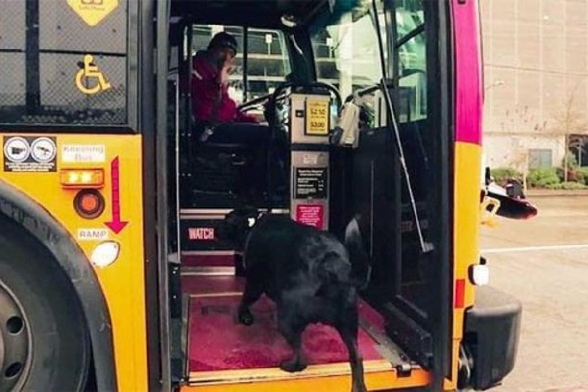 Morre cadela que se tornou famosa em Seattle por fazer viagens de ônibus sozinha