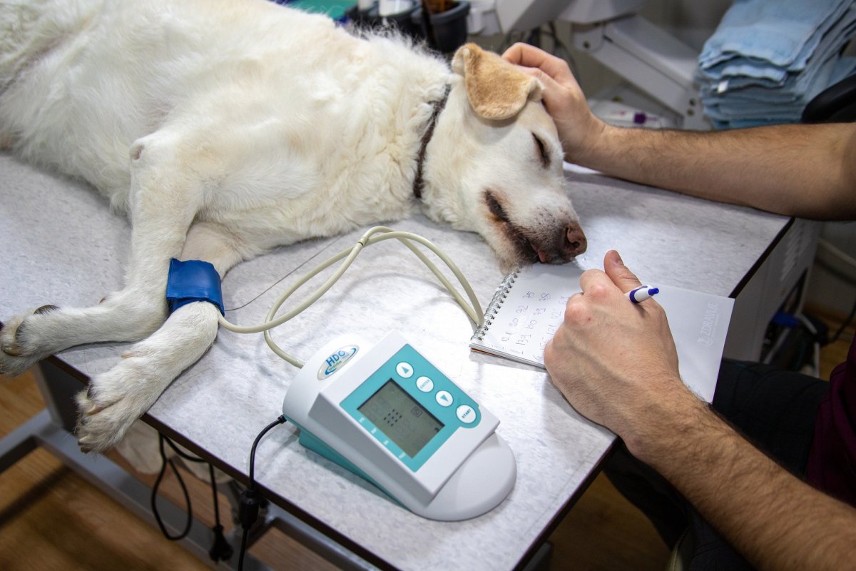 Comissão da Câmara aprova PL que inclui ambulâncias veterinárias no rol de veículos de socorro