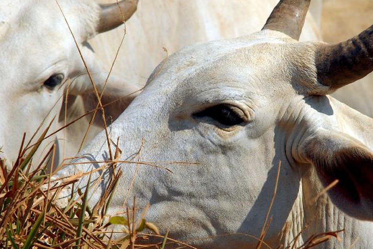 Fazenda é invadida e 11 bovinos são mortos em Amélia Rodrigues (BA)