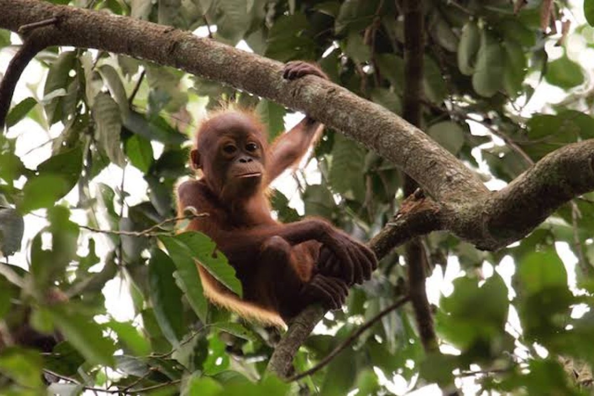 População de animais selvagens vertebrados diminuíram cerca de 69% 