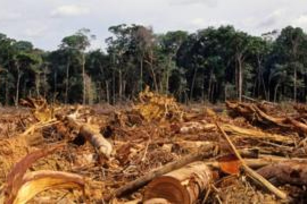 Cerca de 4 estados brasileiros assumem 80% do desmatamento da Amazônia 