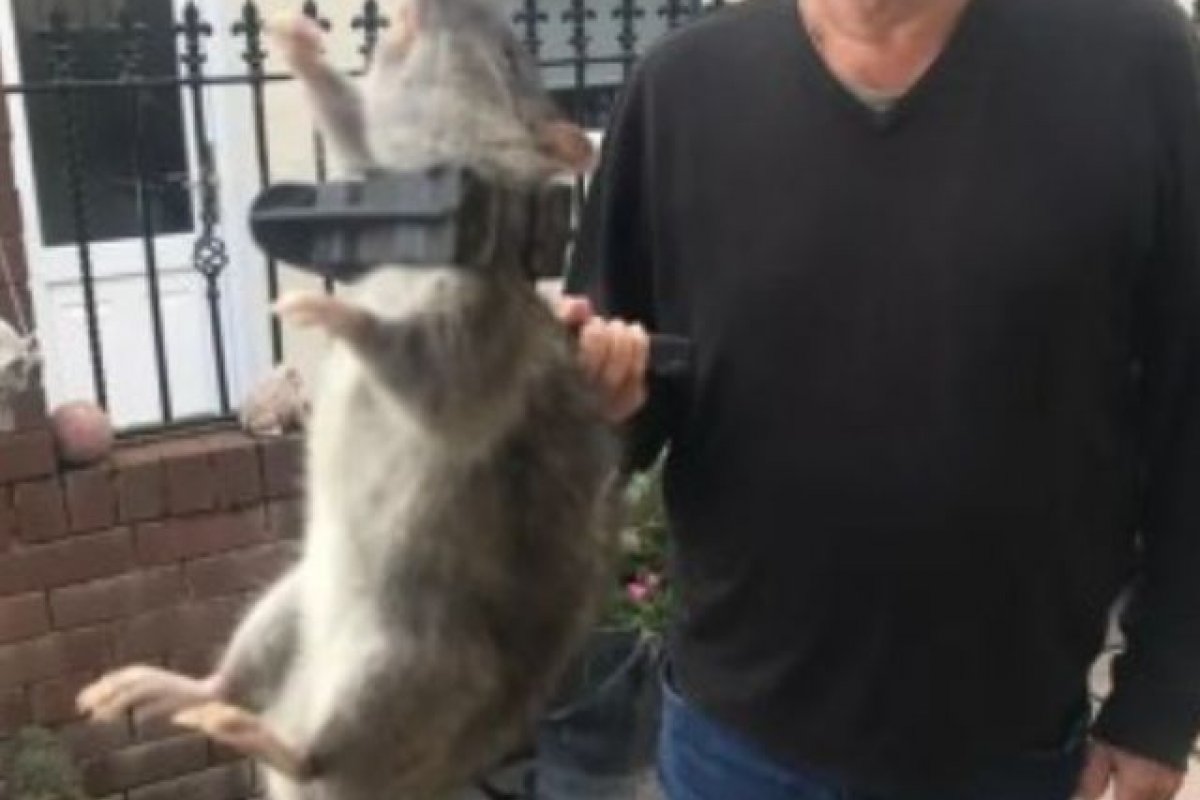 Homem captura rato do tamanho de um cachorro no quintal de casa, na Inglaterra