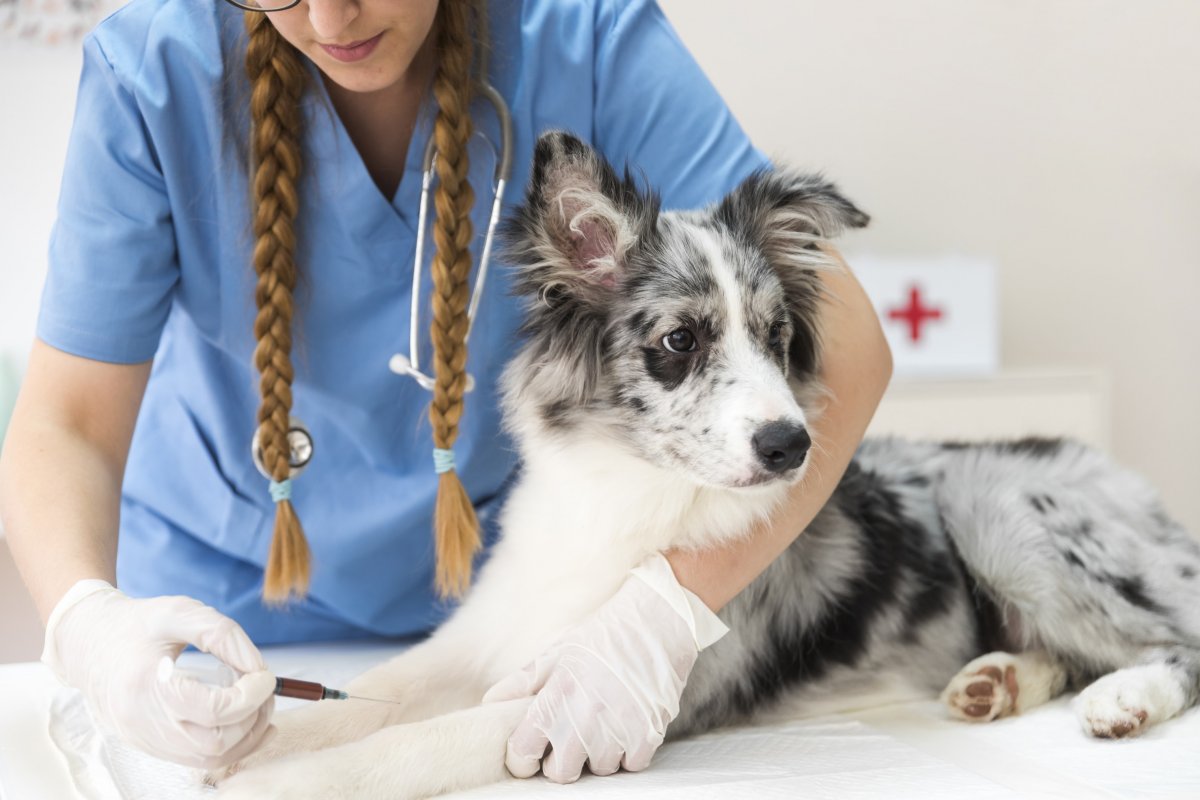 Hospital veterinário da UFBA promove campanha de doação de sangue pra pets