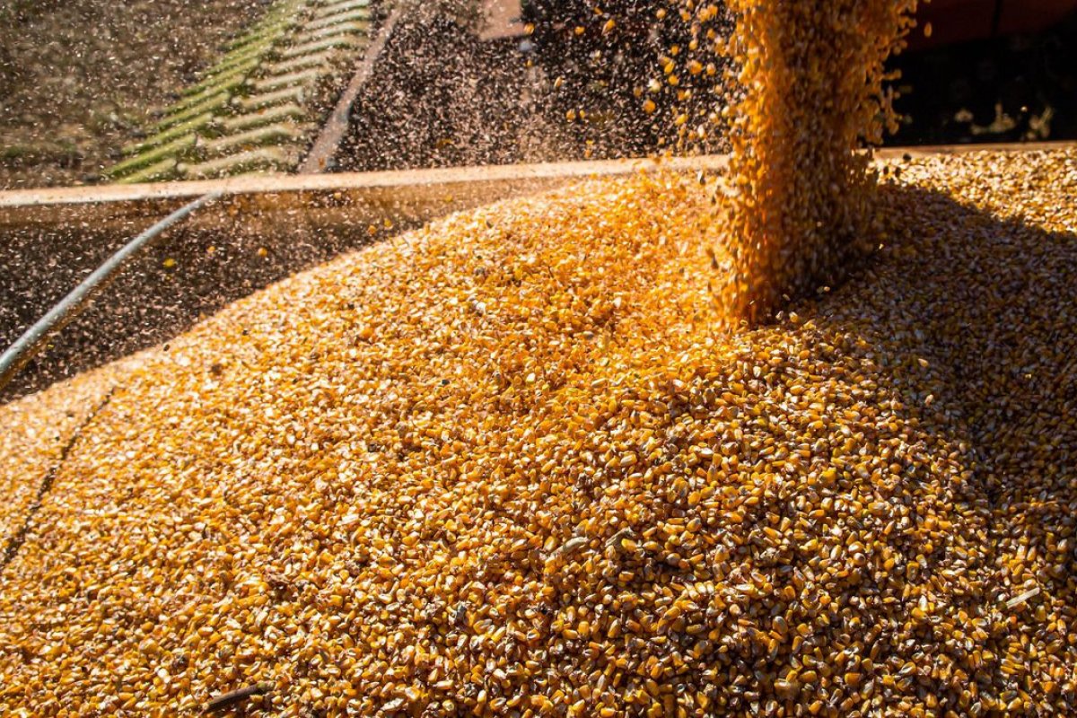 Índice global de alimentos tem queda em outubro, afirma FAO