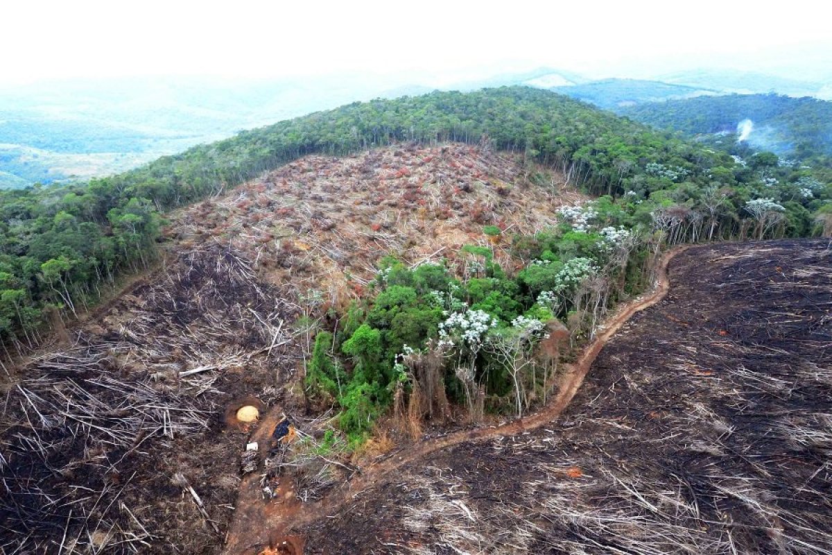 Amazônia: desmatamento chega à terceira maior marca para o mês de outubro