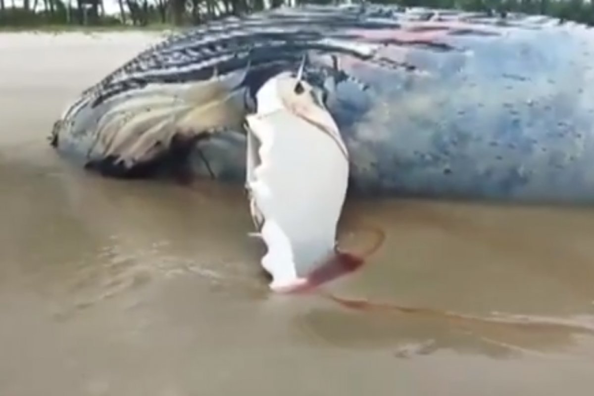 Baleia Jubart é encontrada morta em Guaibim, no sul da Bahia