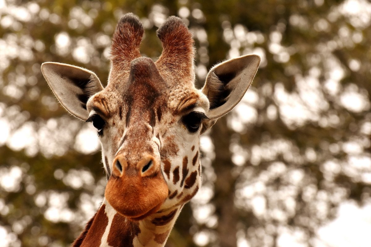 Quatro pessoas são indicadas pela Polícia Federal pela importação de 18 girafas 