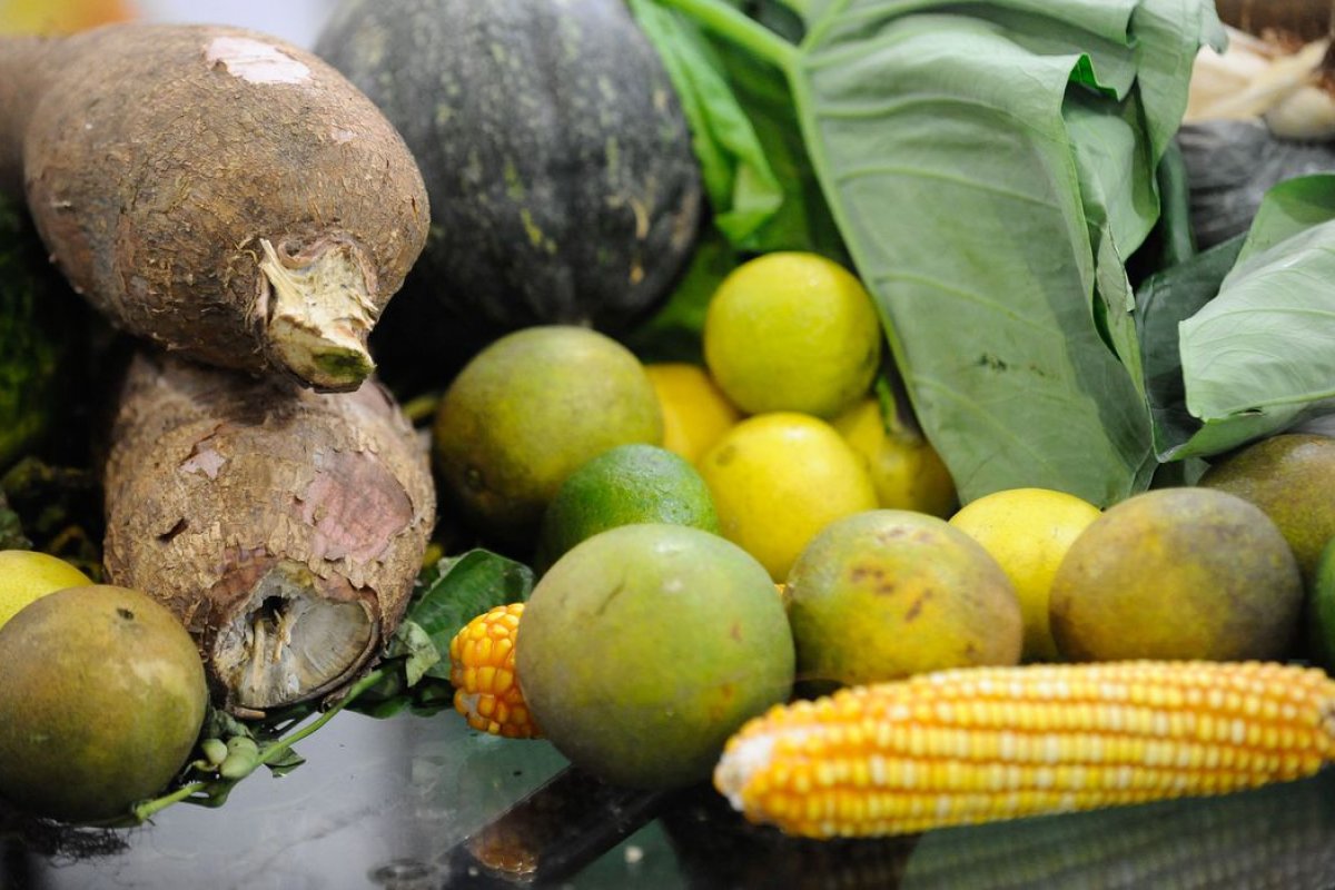 Estudo aponta que Mata Atlântica é responsável pela produção de mais da metade dos alimentos no Brasil