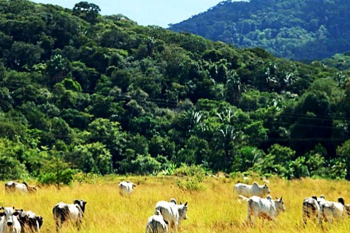 Agropecuária na área da Mata Atlântica é responsável pela produção de mais da metade dos alimentos consumidos no Brasil