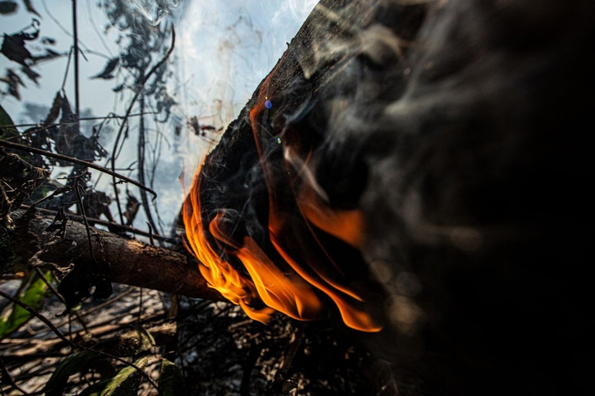 Brasil teve 80% mais incêndios florestais em 2022, aponta Monitor do Fogo