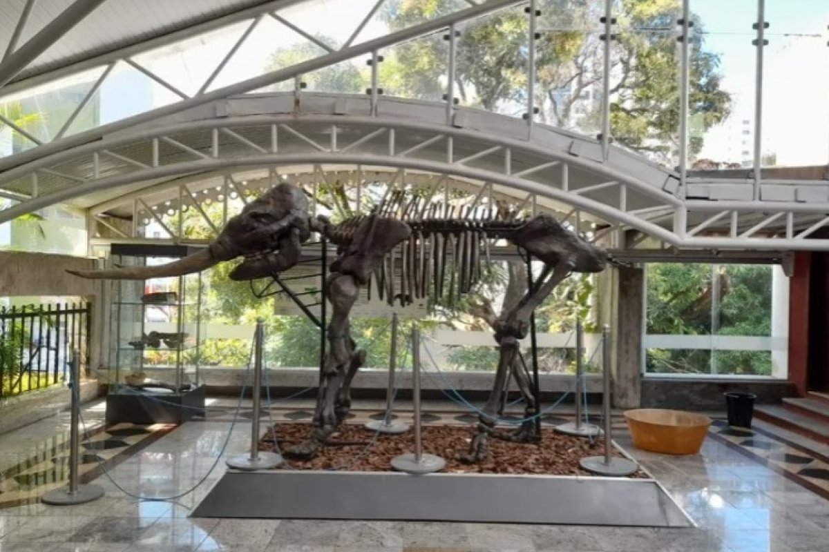 Museu Geológico da Bahia reabre exposições de rochas e fósseis de animais