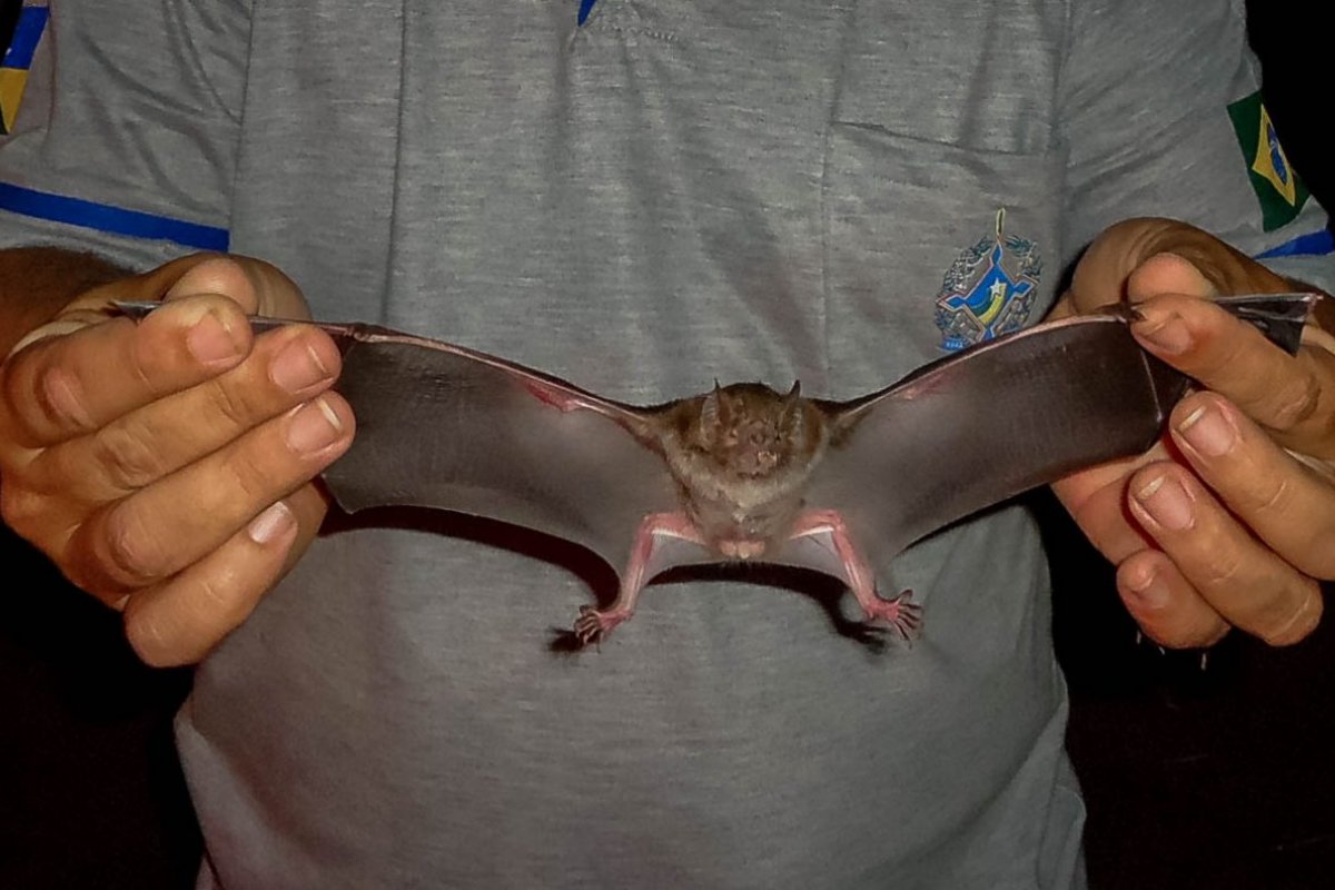 Pesquisa detecta coronavírus em cerca de 10% dos morcegos da Mata Atlântica