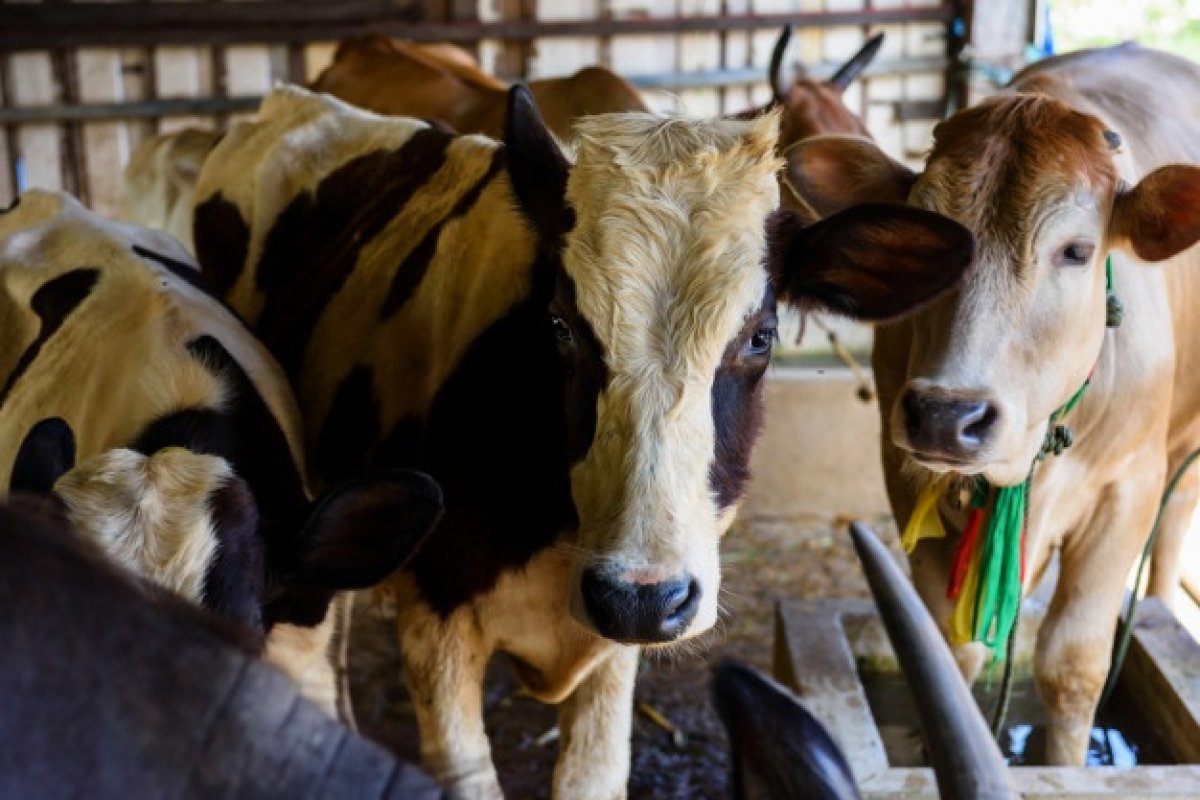 Feira Agropecuária em Salvador deve movimentar em torno de R$ 50 milhões