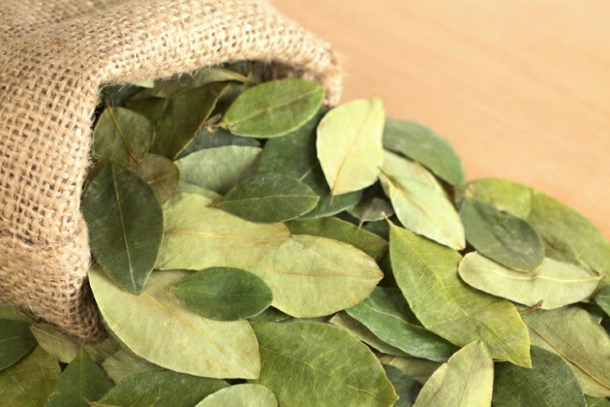 Planta de tabaco que produz cocaína nas folhas é desenvolvida por cientistas