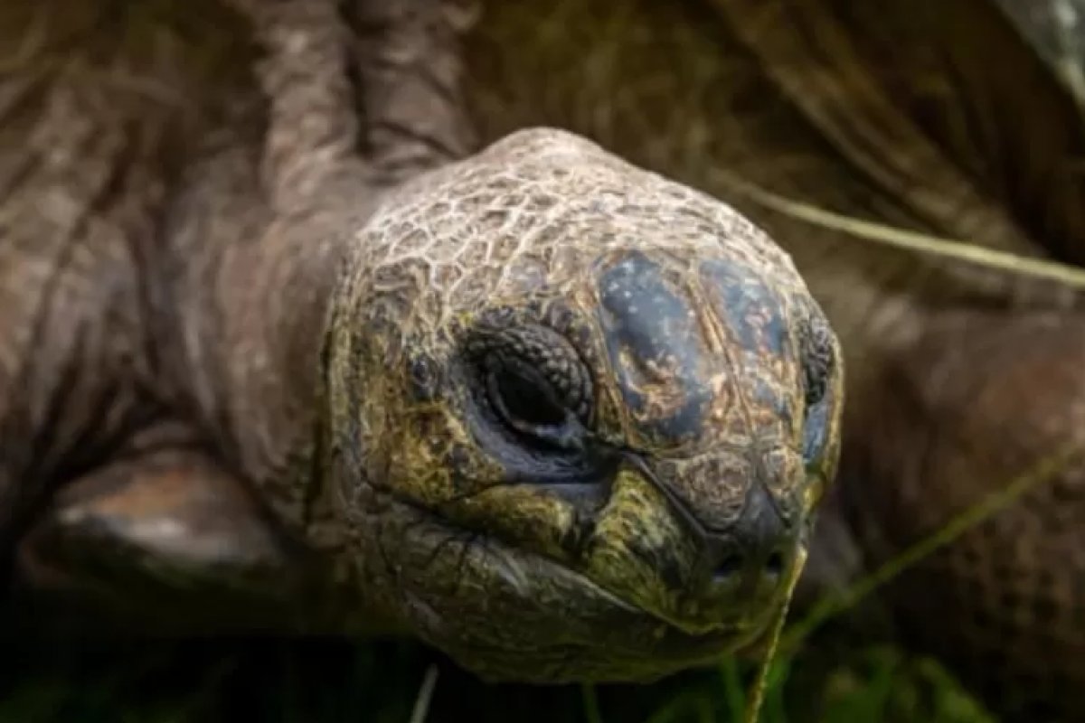 Tartaruga Jonathan completa 190 anos e é o animal terrestre vivo mais velho 