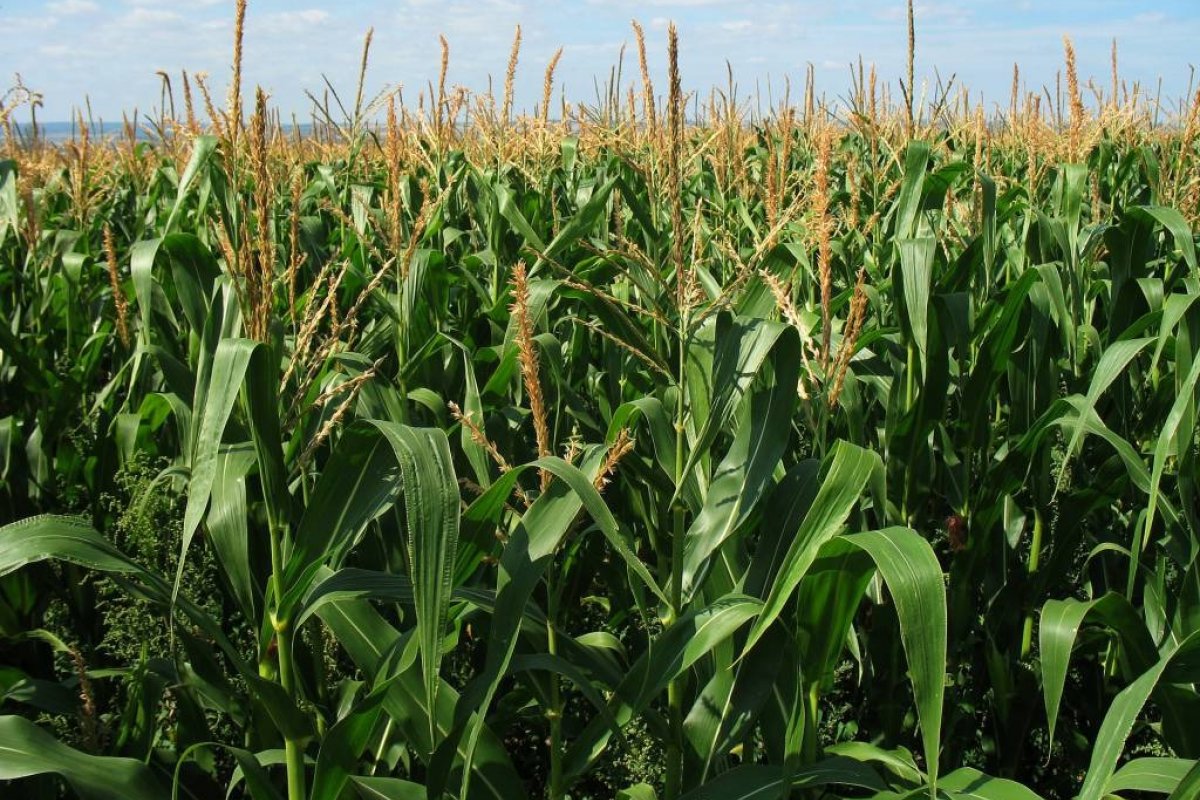 CNA prevê lucro menor e alta dos custos do agronegócio em 2022