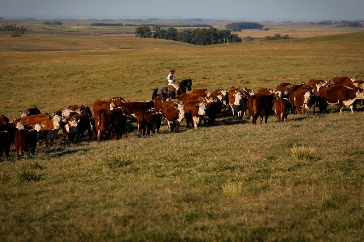 Vacinação contra febre aftosa é prorrogada até 17 de dezembro