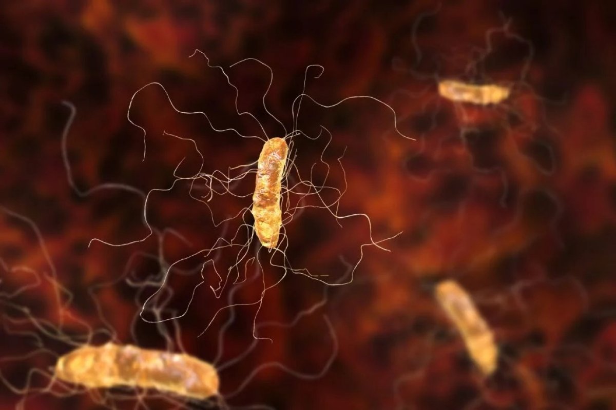 EUA aprovam primeiro tratamento de microbiota fecal