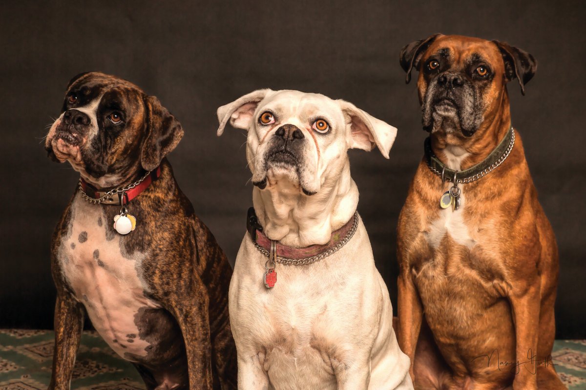 Agressividade de cães não é determinada apenas por aprendizado ou genética, aponta pesquisa
