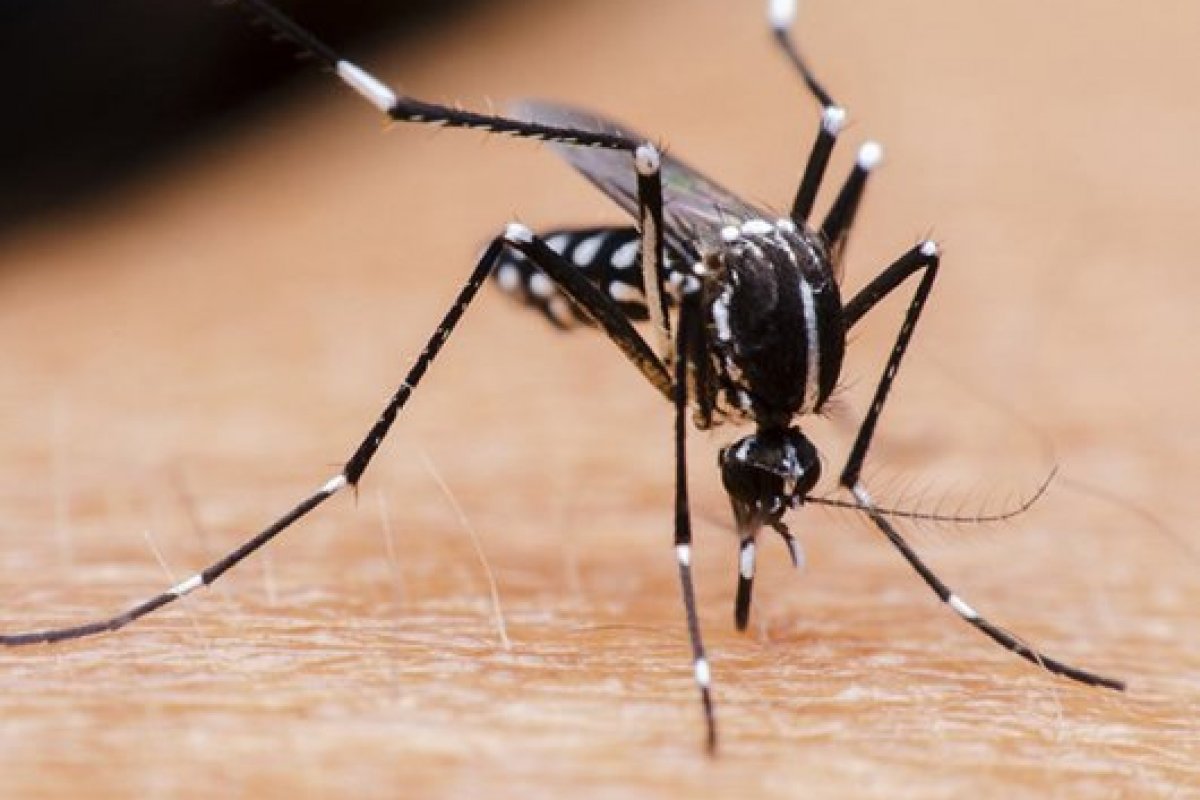 Brasil registra explosão de casos de dengue em 2022
