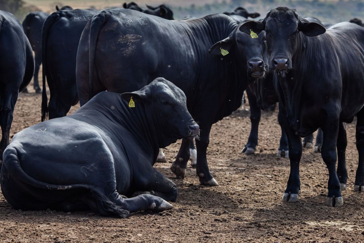 Febre Aftosa: Campanha de vacinação termina sábado (17)