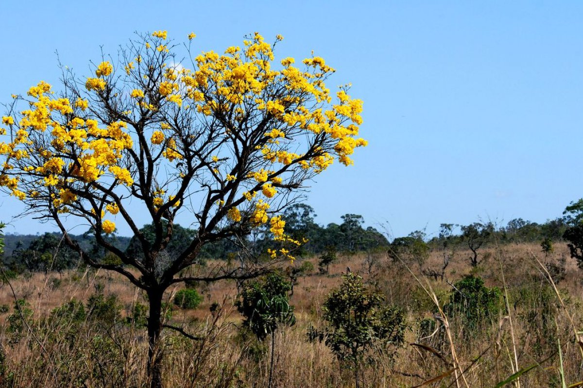 Desmatamento cresceu no cerrado em 25% neste ano