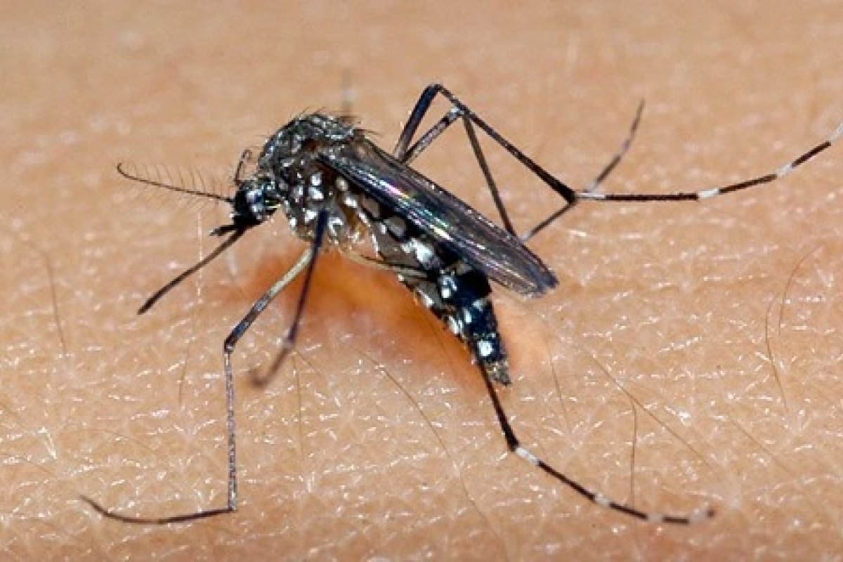 Butantan diz que vacina contra dengue apresenta ‘dados encorajadores’
