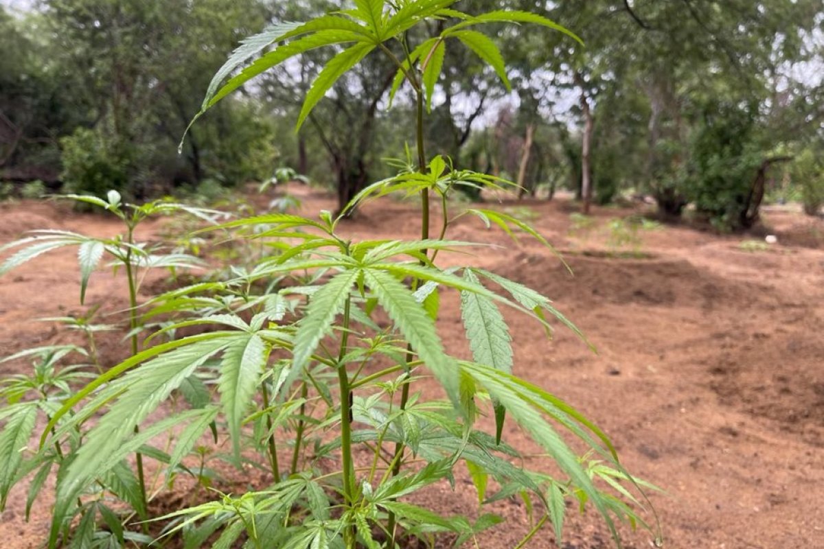 Plantação com 16,5 mil pés de maconha é destruída no norte da Bahia