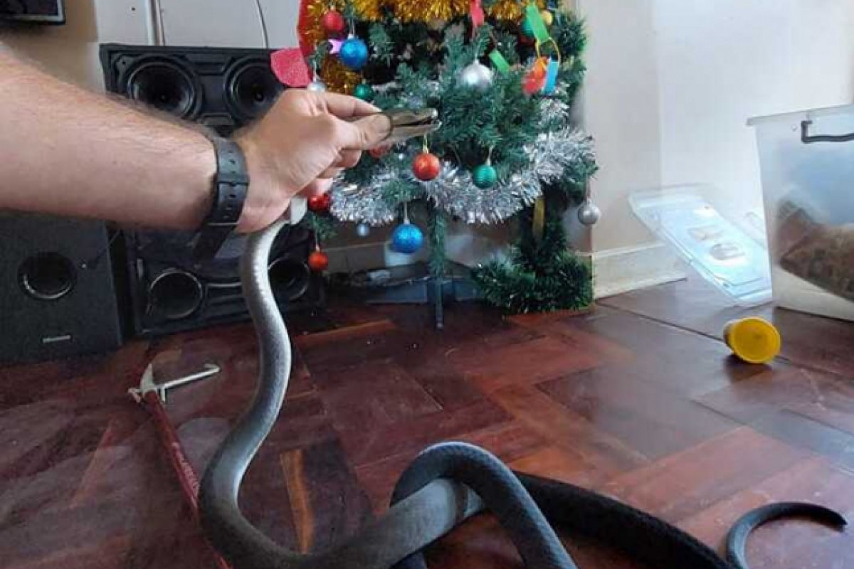 Cobra venenosa é encontrada em árvore de natal 