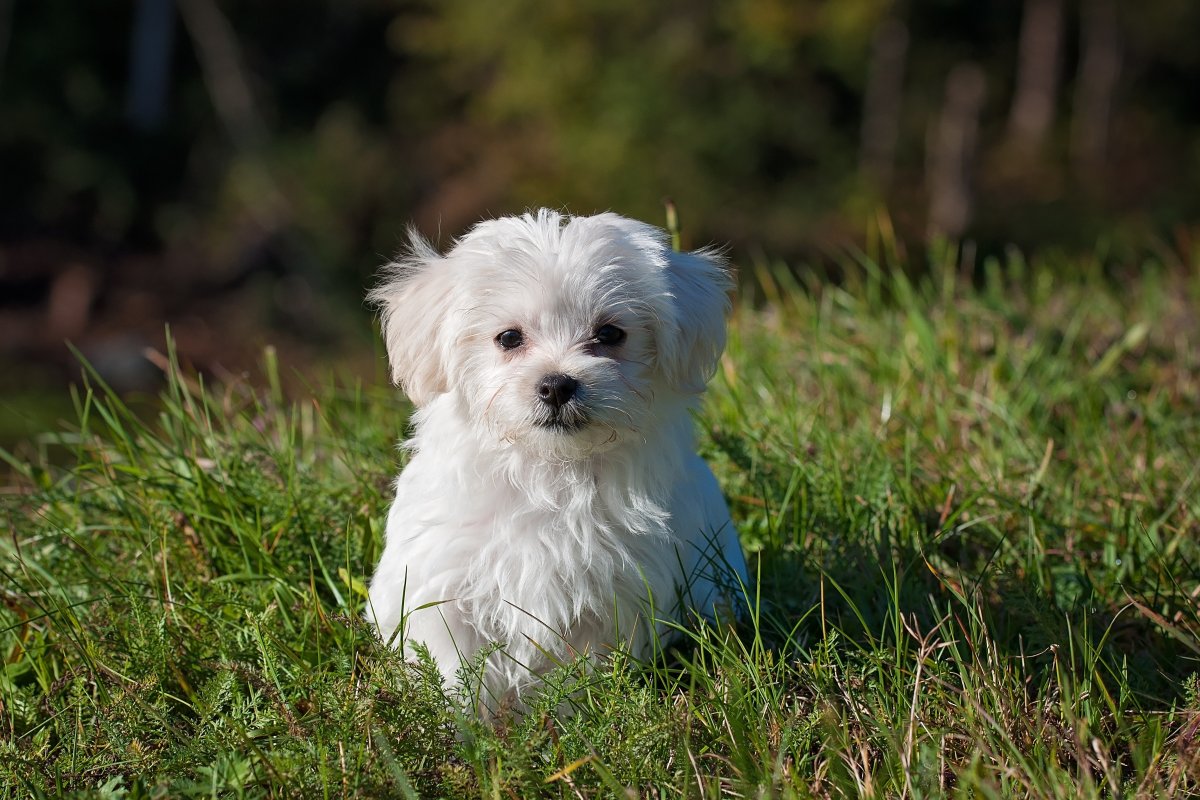 Oito cachorros são roubados por dia no Brasil, aponta pesquisa