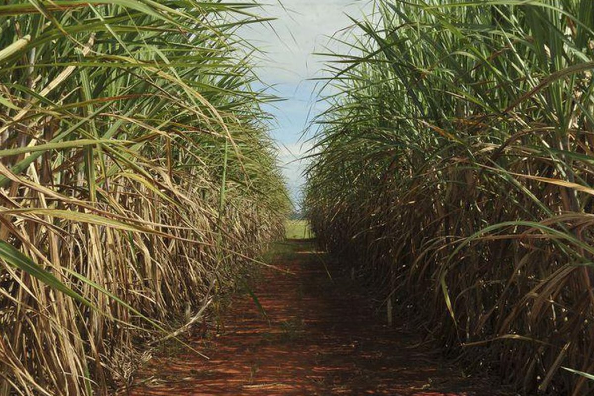 Safra de cana-de-açúcar deve ser de 598 milhões de toneladas, aponta Conab