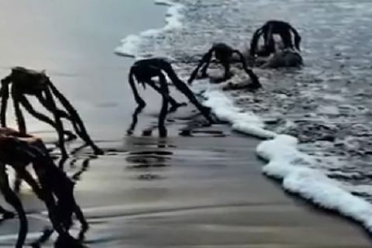Vídeo: imagens de criaturas incomuns deixam moradores assustados na África do Sul 