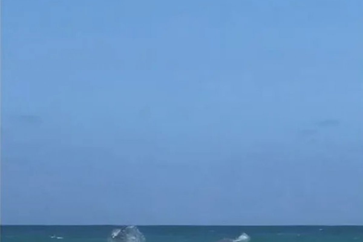 Golfinhos aparecem na Praia dos Ingleses, em Florianópolis