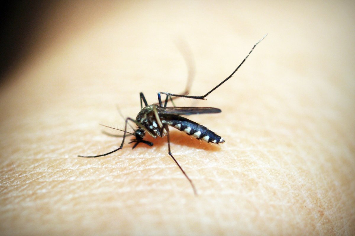 Casos de chikungunya aumentam 78% em 2022 e incidência sobe a partir de janeiro, aponta Ministério da Saúde