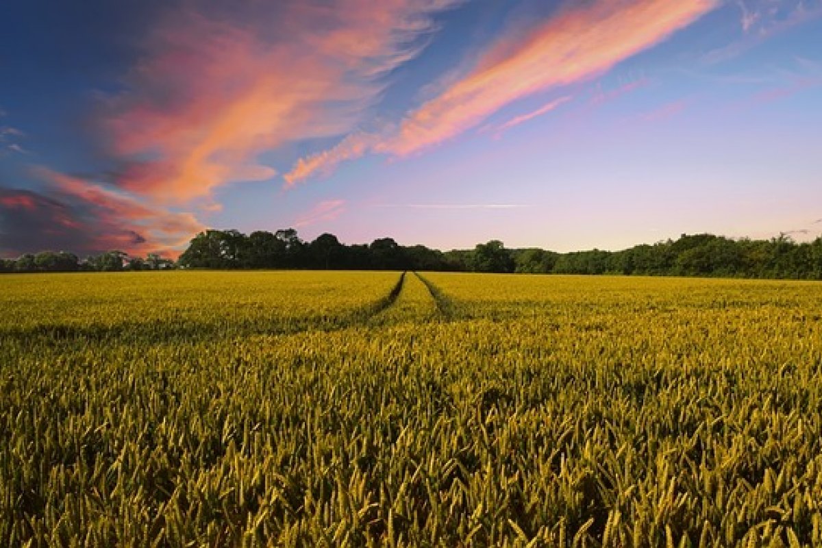 Valor da Produção Agropecuária fecha 2022 em quase R$ 1,2 trilhão