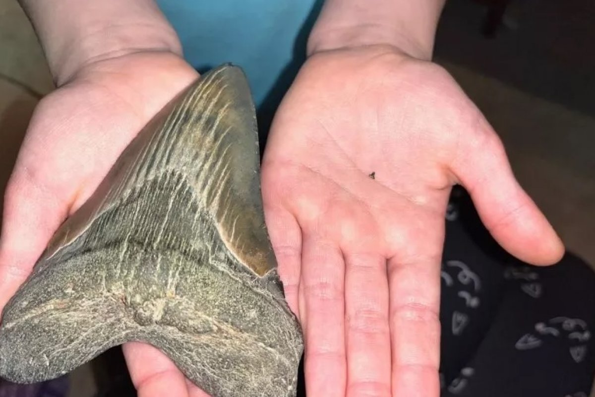 Criança de 9 anos encontra dente de megalodonte, extinto há 2 milhões de anos