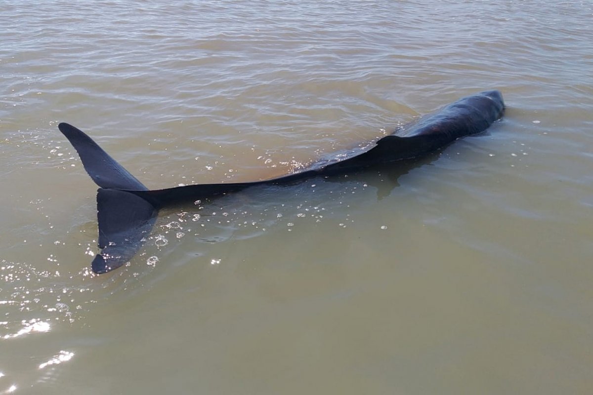 Baleia jubarte é encontrada morta em praia no sul da Bahia