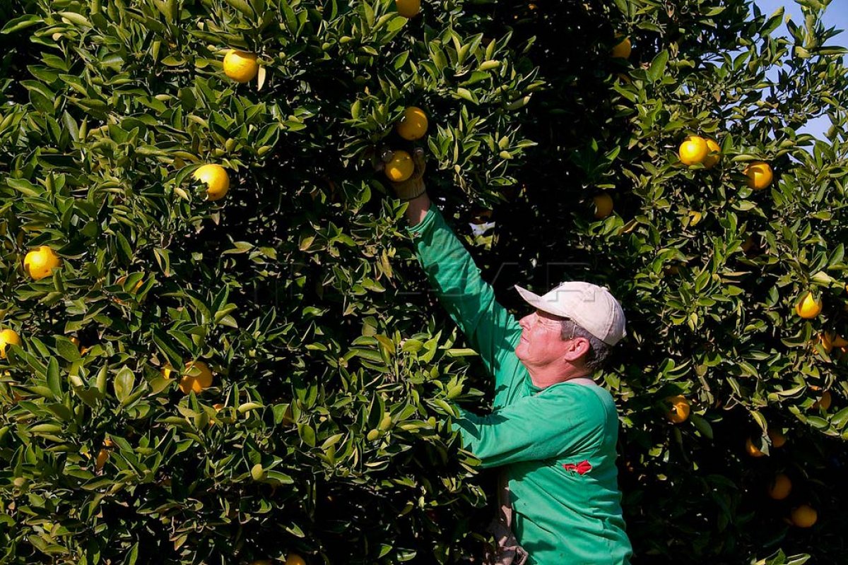 Exportação de laranja no Brasil deve crescer com crise na produção da fruta nos Estados Unidos