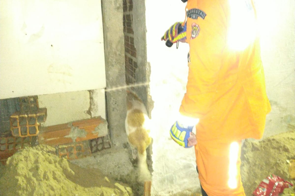 Bombeiros resgatam cachorro preso entre muro de residências no sudoeste da Bahia