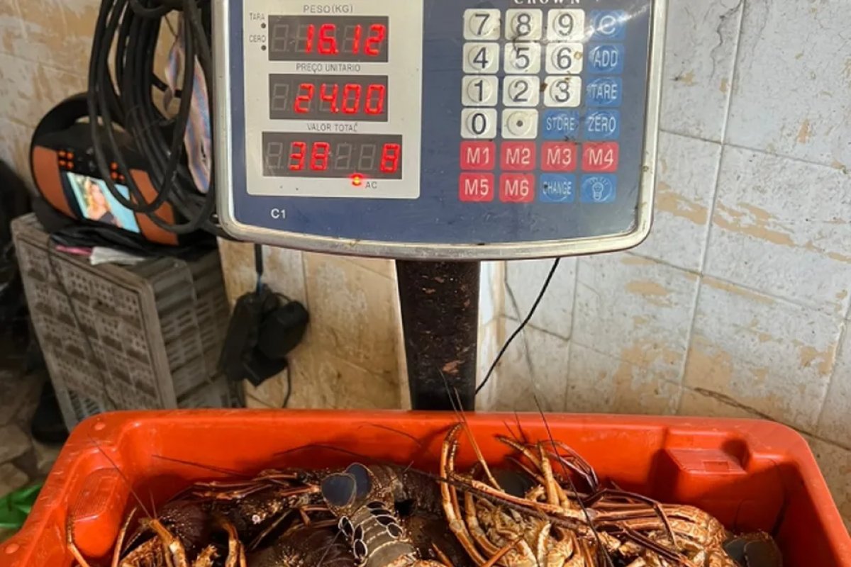 PM apreende mais de 16 kg de lagosta em Salvador
