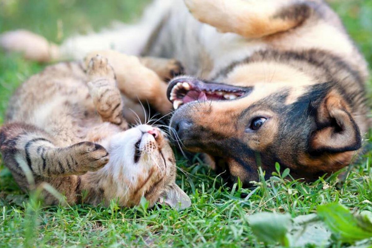 Atenção aos sinais que indicam quando seu pet está com vermes