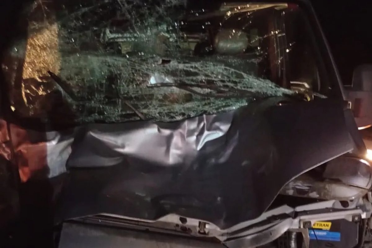 Dois cavalos morrem após serem atropelados por micro-ônibus no litoral da Bahia