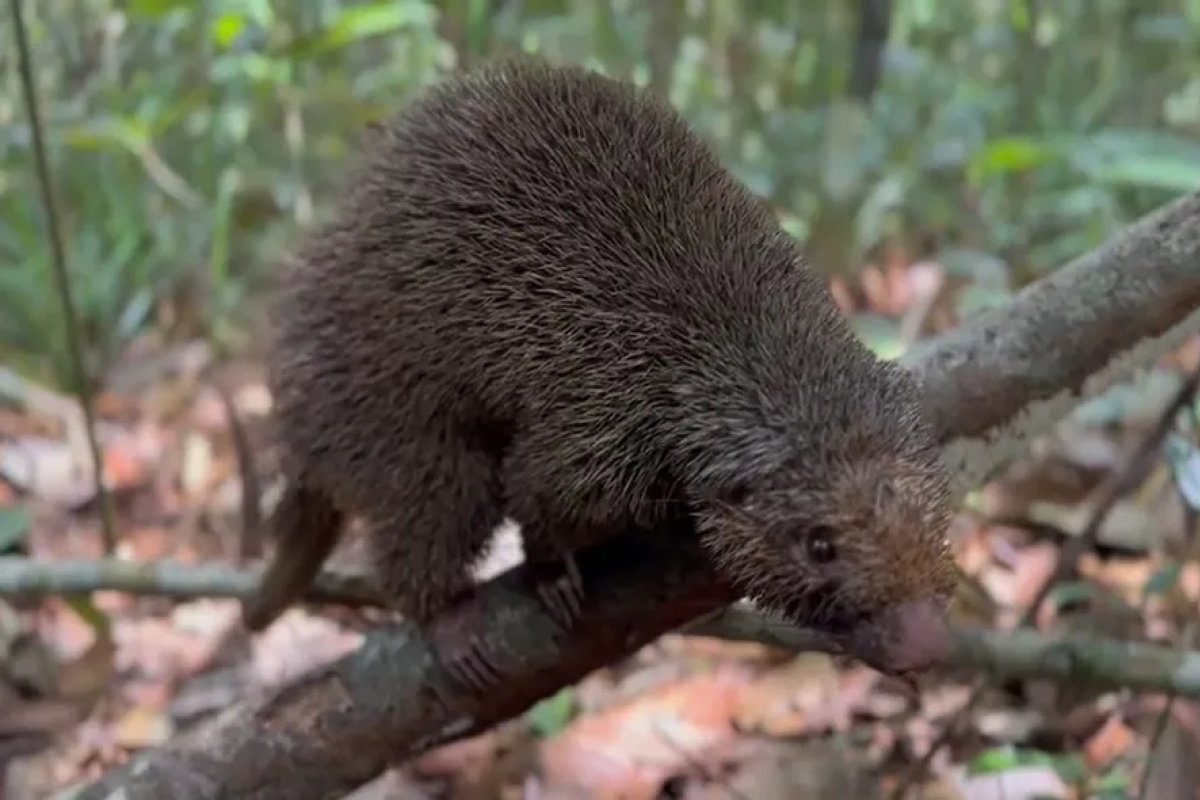 Bahia: espécie ameaçada de extinção é reintroduzida na natureza