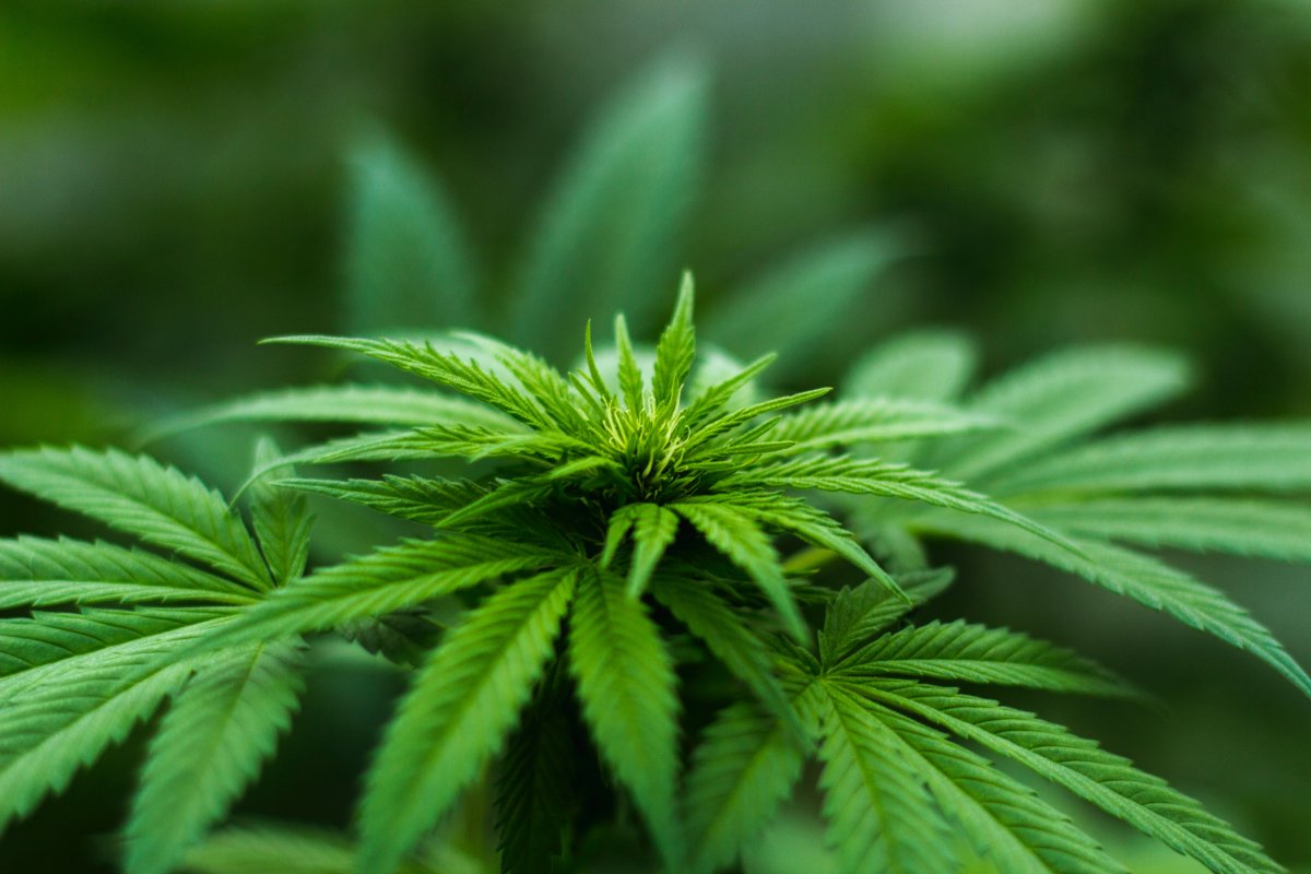 Estudo sugere que Cannabis pode facilitar orgasmo e aumenta libido