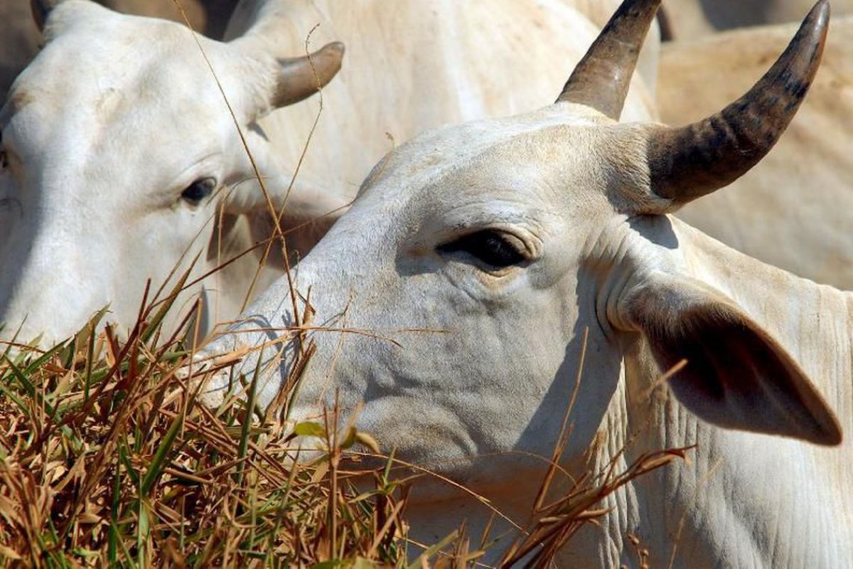 Febre aftosa: produtores têm até sábado para vacinar o rebanho 