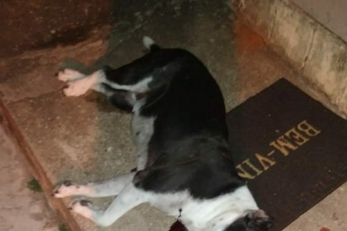 Homens executam cachorro e seu dono no bairro da Cidade Nova 