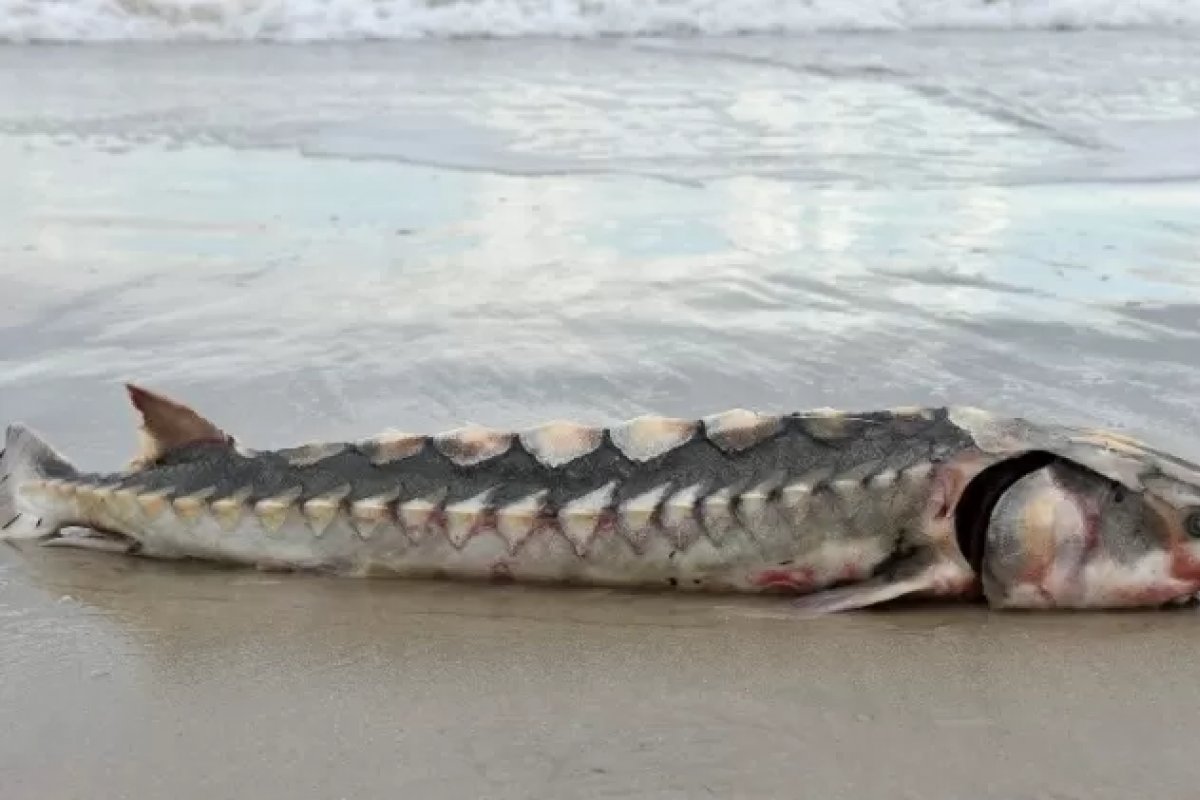 Fotógrafo encontra peixe pré-histórico em praia dos Estados Unidos