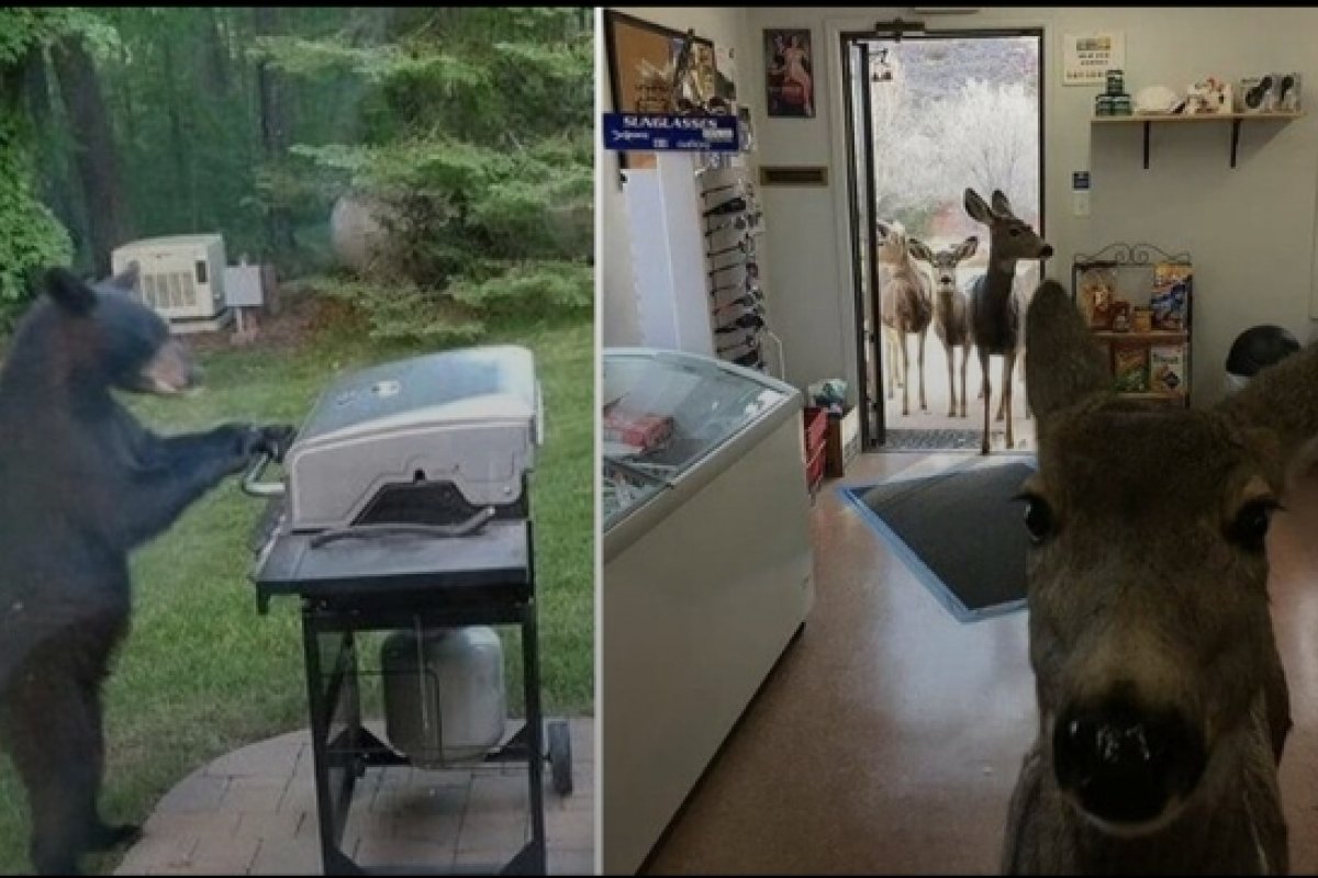 Urso 'churrasqueiro' e selfie de cervo; confira fotos de animais em situações inusitadas 